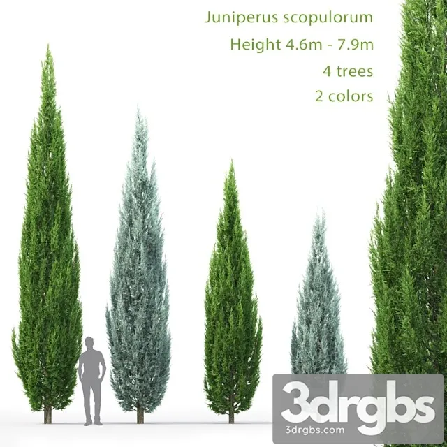 Juniperus_3