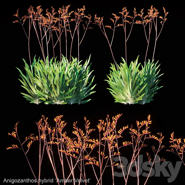 Kangaroo Paw | Anigozanthos hybrid Amber Velvet 3ds Max