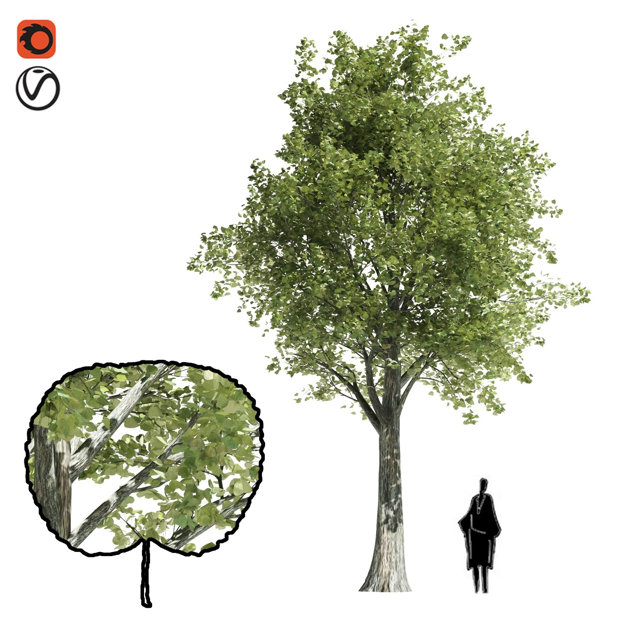 Katsura tree 3dsMax Model