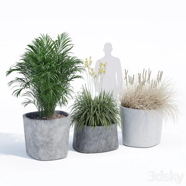 Kingkong plants outdoor 3dsMax Model