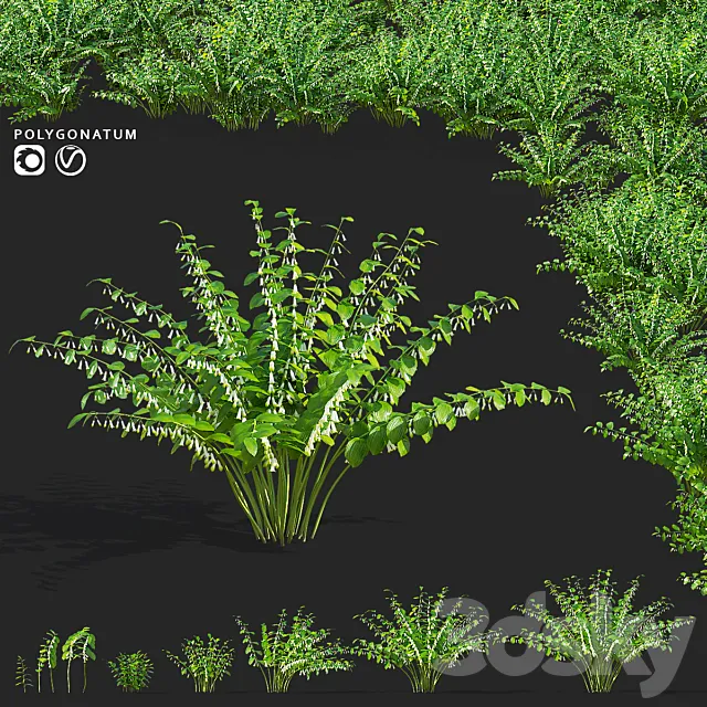 Kupena flowers | Polygonatum 3DS Max Model