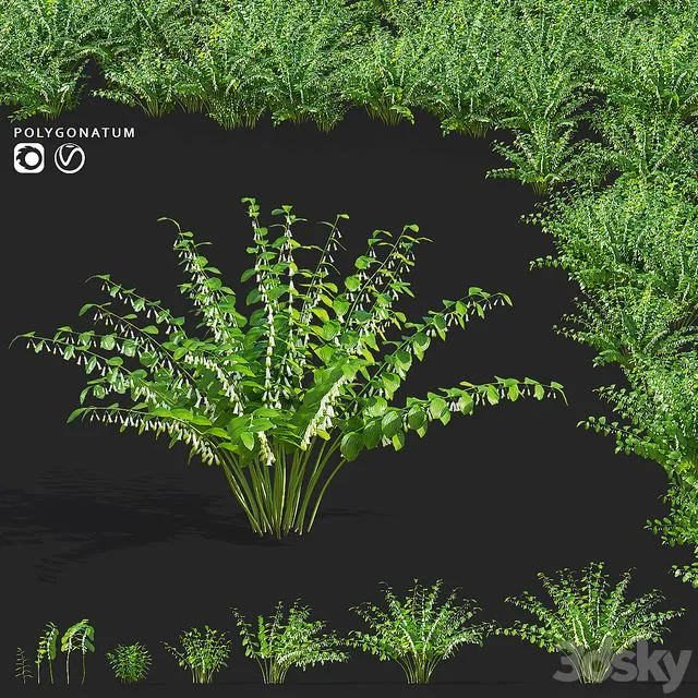 Kupena flowers Polygonatum 3dsMax Model