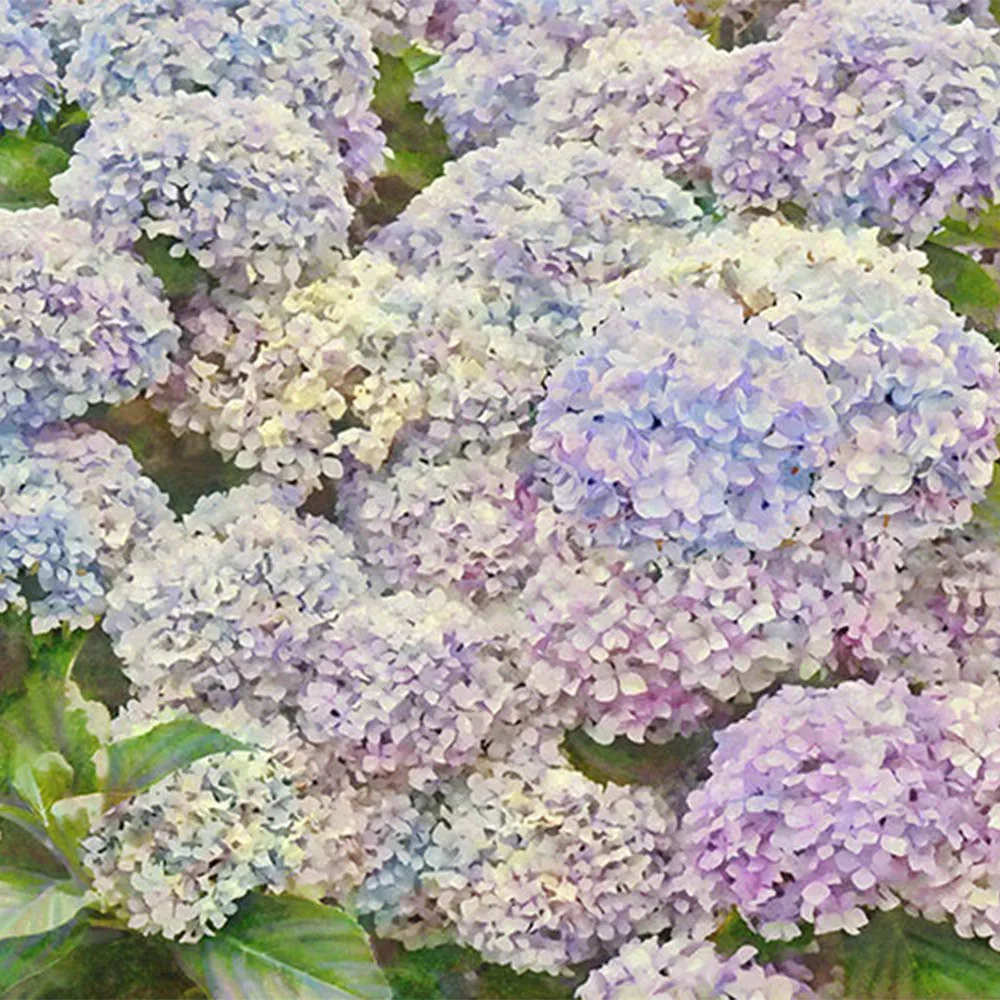 La Stanza – Flora 800285 3ds Max