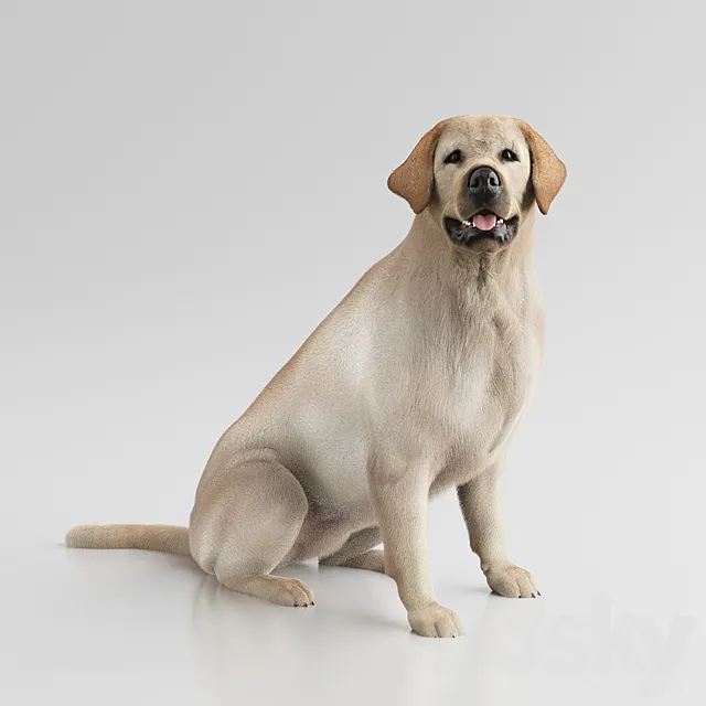 Labrador Retriever 3DS Max Model