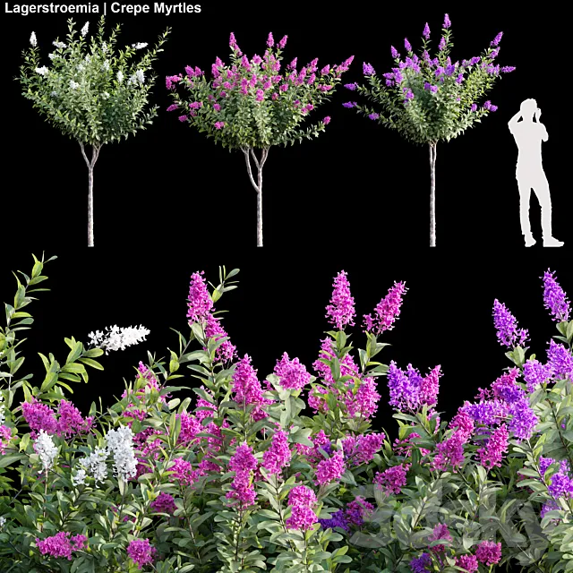 Lagerstroemia | Crepe Myrtles 01 3ds Max