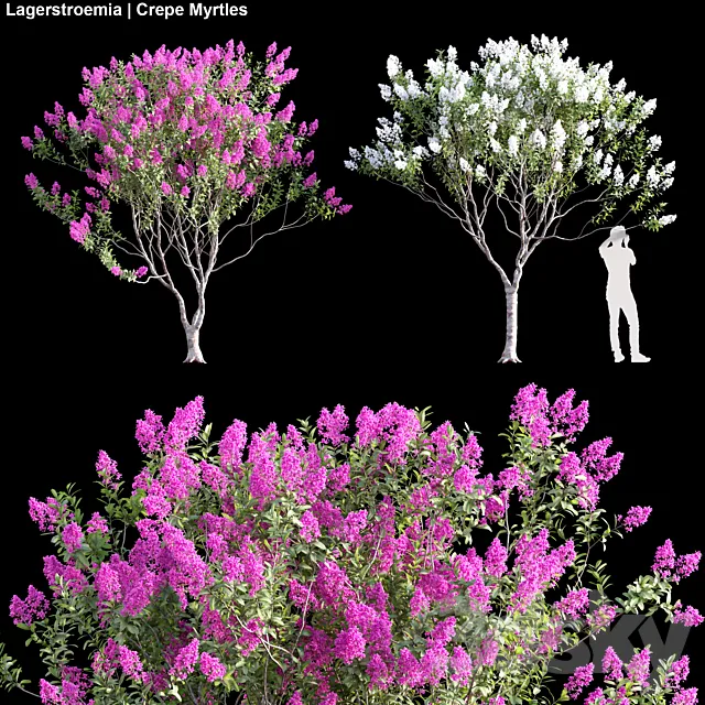 Lagerstroemia | Crepe Myrtles 02 3ds Max