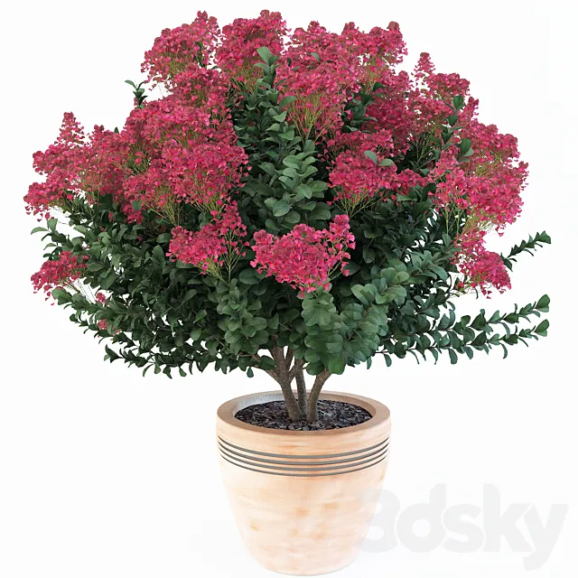 Lagerstroemia indica 3DSMax File