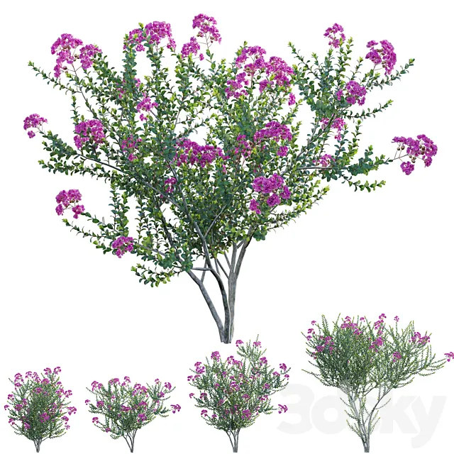 Lagerstroemia indica – Crepe Myrtle 3dsMax Model