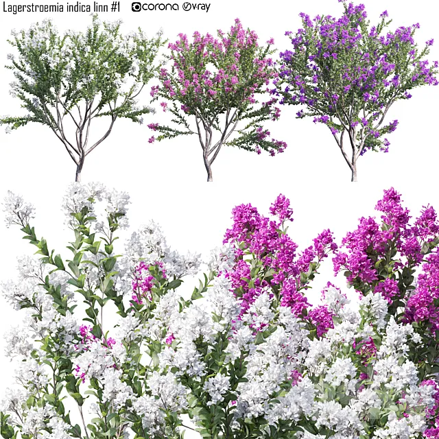 Lagerstroemia indica linn # 1 3ds Max