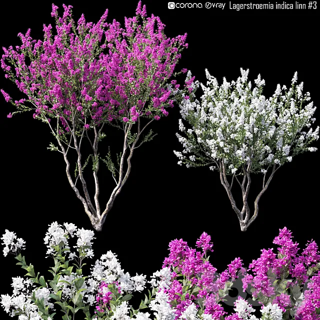 Lagerstroemia indica linn # 3 3ds Max