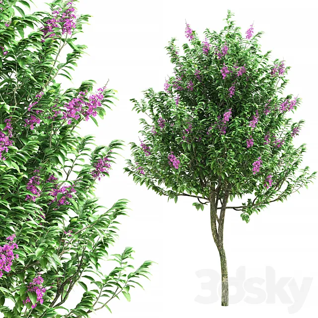 Lagerstroemia speciosa tree 3ds Max