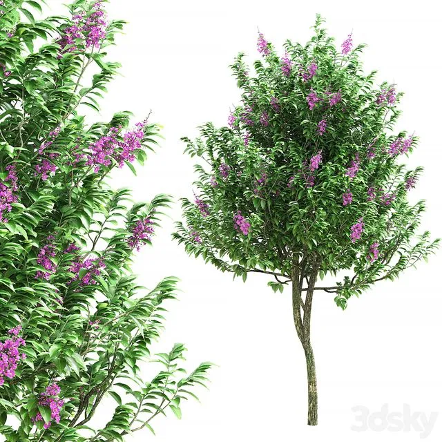 Lagerstroemia speciosa tree 3dsMax Model