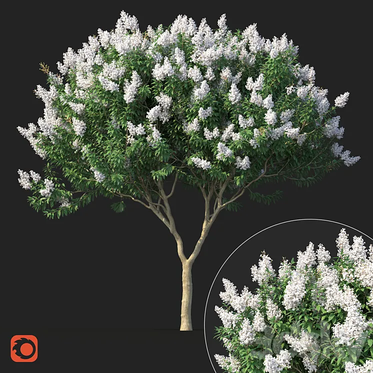 Lagerstromia tree with white flowers No 1 Corona 3DS Max