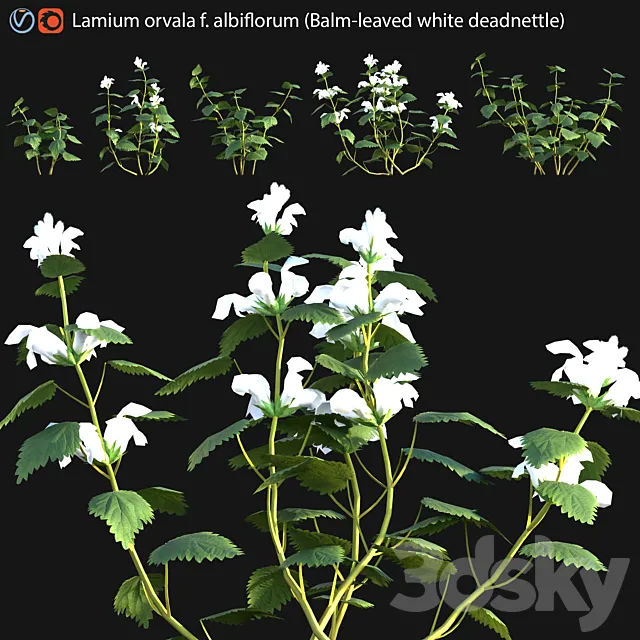 Lamium orvala – Balm-leaved white deadnettle – 01 3ds Max