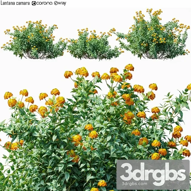 Lantana camara