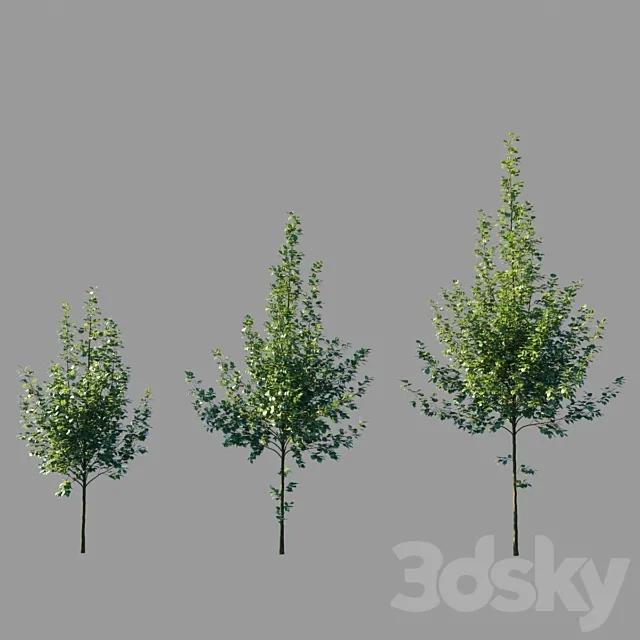 Large-leaved linden _ Tilia platyphyllos 3ds Max