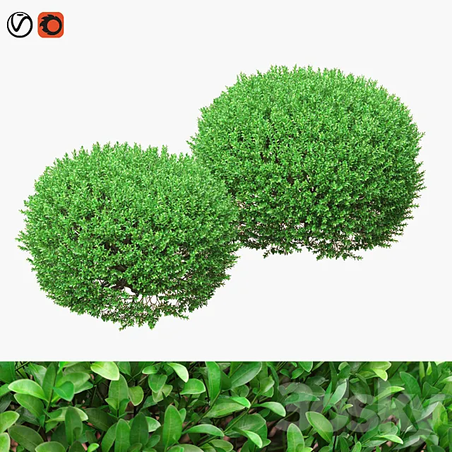 Large round boxwood bushes 3DS Max Model