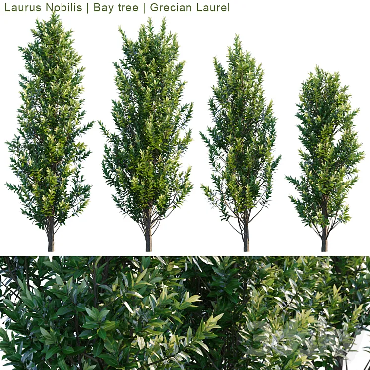 Laurus Nobilis | Bay tree | Grecian Laurel 3DS Max
