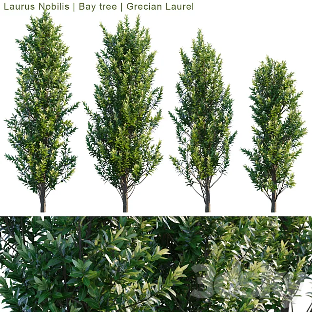Laurus Nobilis | Bay tree | Grecian Laurel 3DSMax File