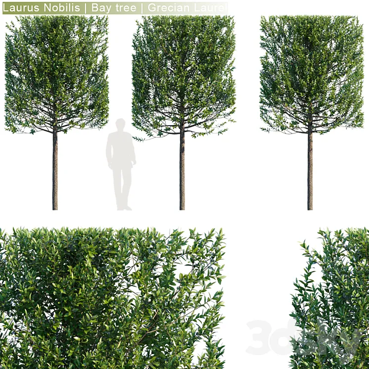 Laurus Nobilis | Bay tree | Grecian Laurel hedge # 3 3DS Max
