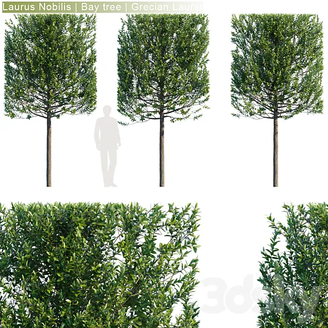 Laurus Nobilis | Bay tree | Grecian Laurel hedge # 3 3DSMax File