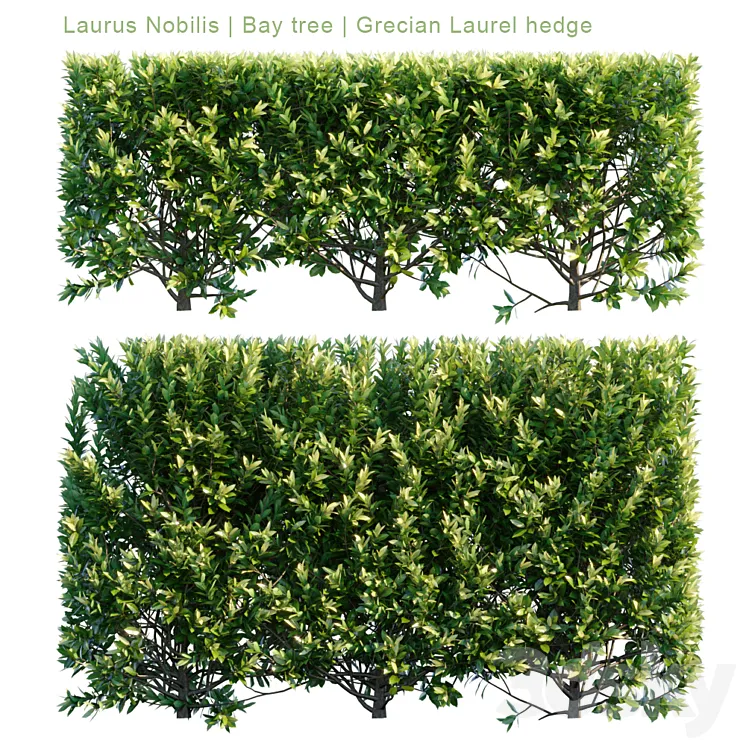 Laurus Nobilis | Bay tree | Grecian Laurel hedge 3DS Max