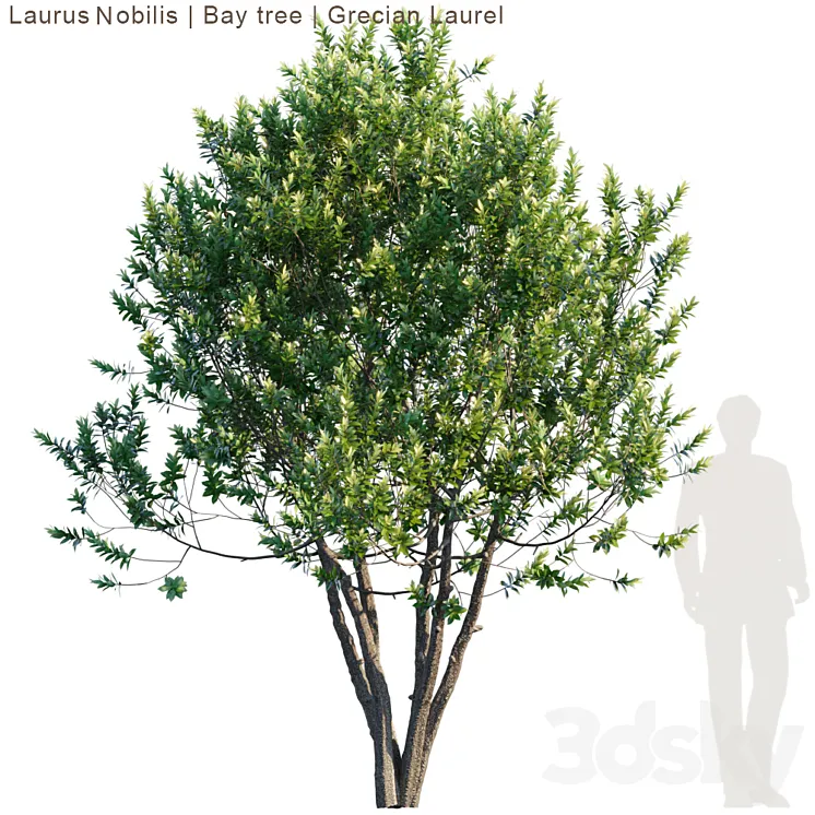 Laurus Nobilis | Bay tree | Grecian Laurel tree 3DS Max
