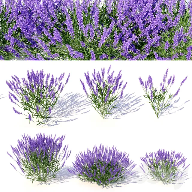 Lavandula 3ds Max