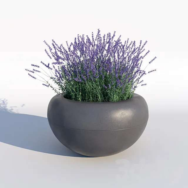 Lavender 3DSMax File