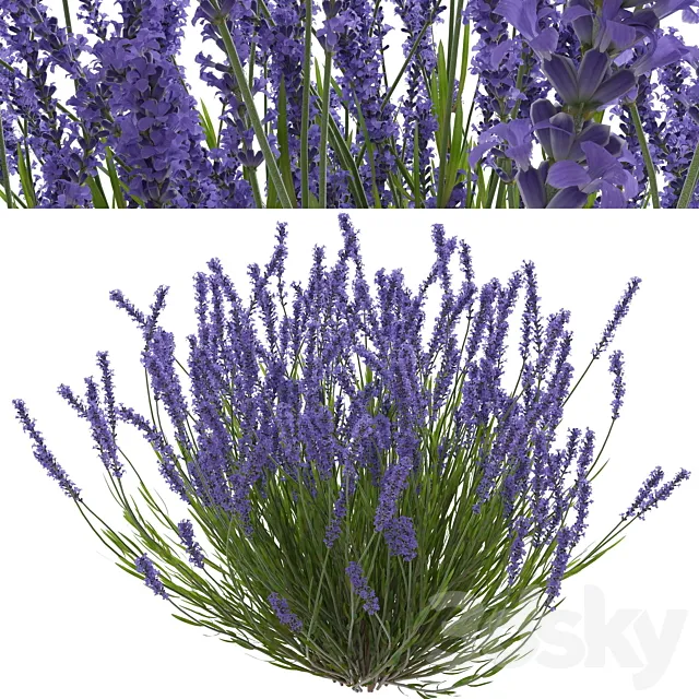 Lavender bush 3ds Max