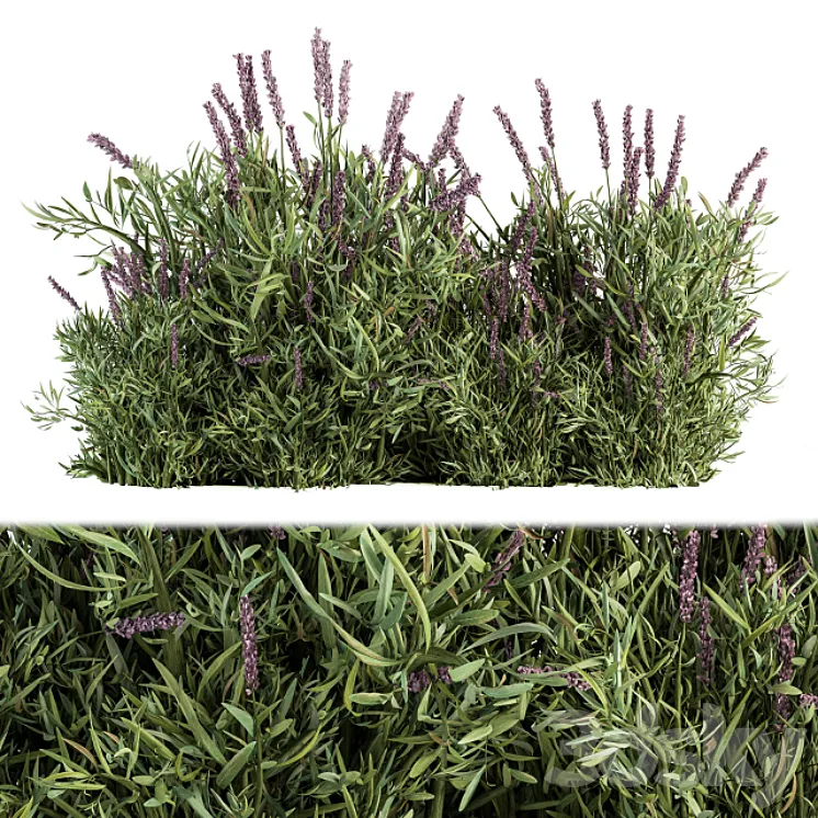 Lavender Bush – Bush Set20 3DS Max