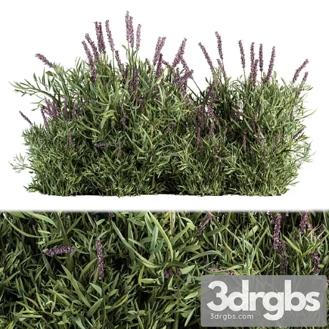 Lavender bush – bush set20