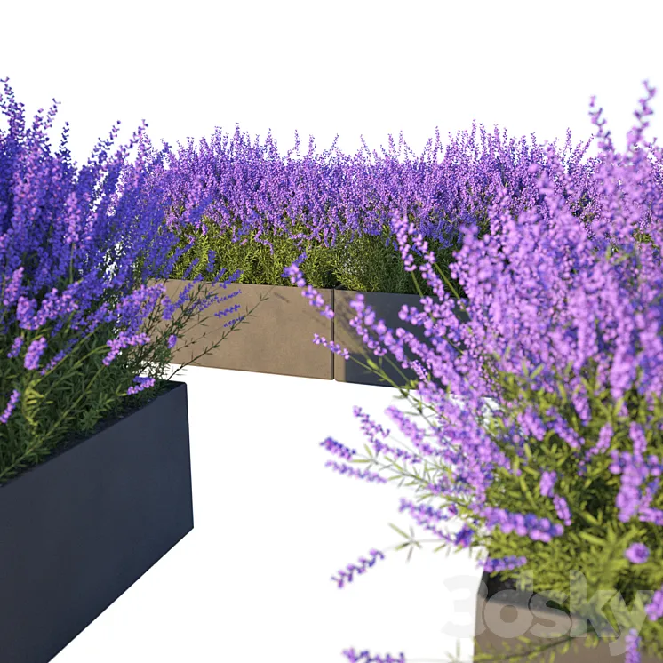 Lavender in Cubes 3DS Max
