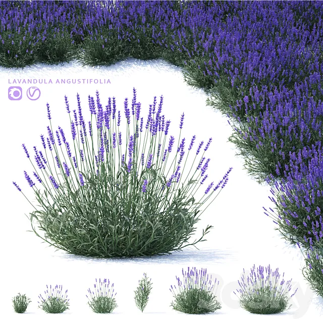 Lavender narrow-leaved flowers | Lavandula angustifolia 3ds Max