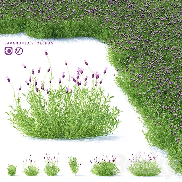 Lavender Stahad flowers | Lavandula stoechas 3ds Max