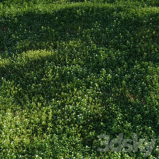 Lawn: Chickweed (chickweed) and bluegrass 3ds Max