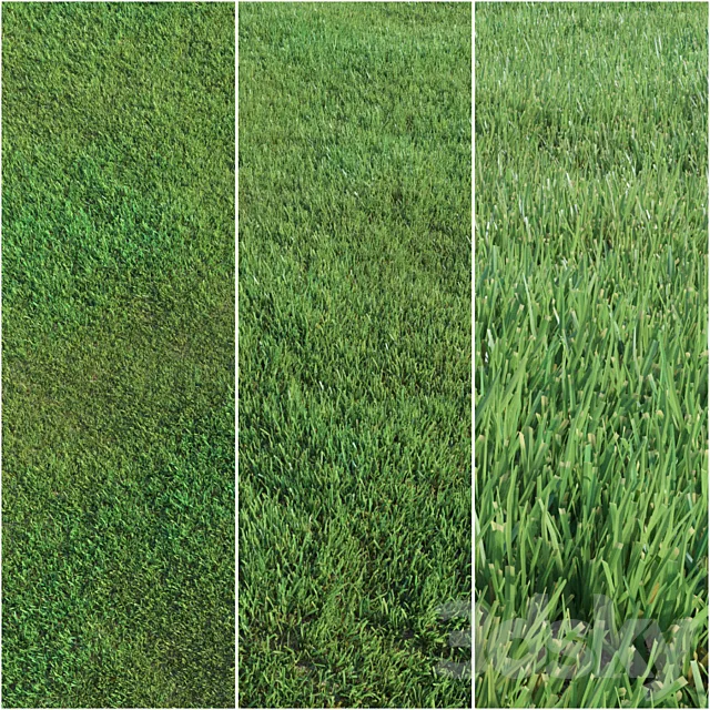 Lawn grass 3DSMax File