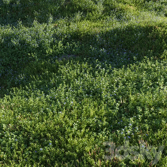 Lawn: Speedwell and bluegrass (March) 3ds Max