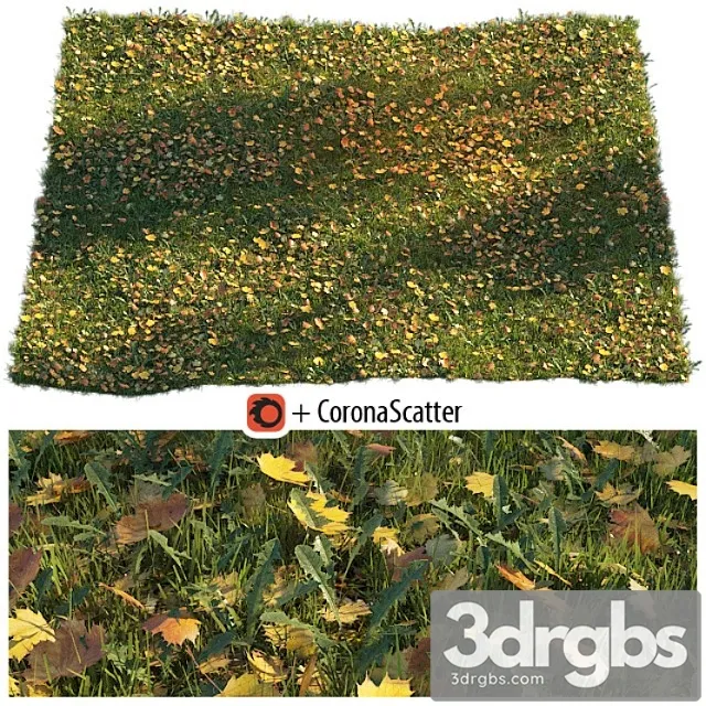 Lawn with dry maple leaves