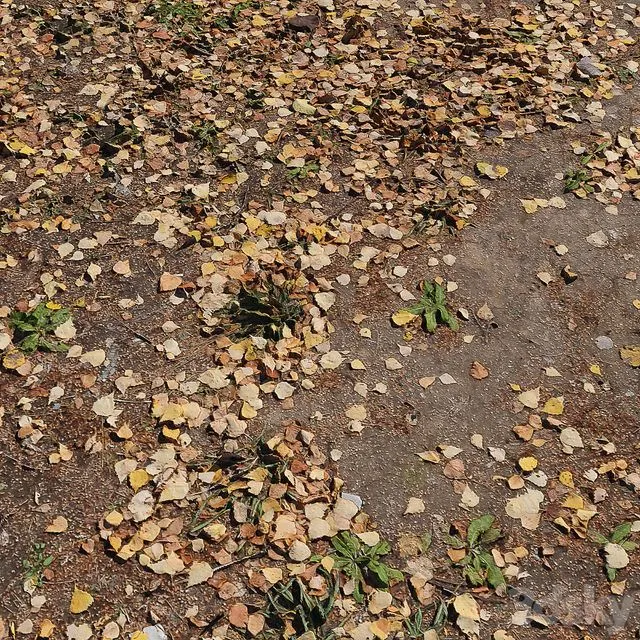 Leaf_Earth 3 3dsMax Model