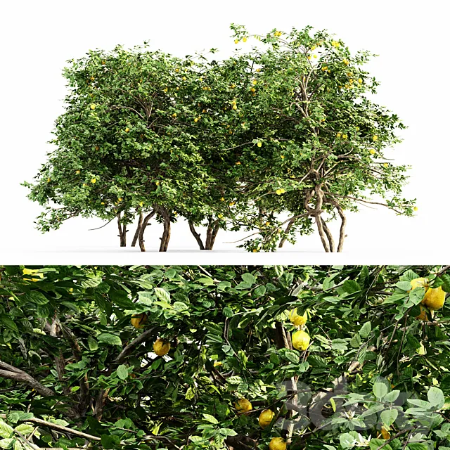 Lemon Fruit 5 tree 3ds Max