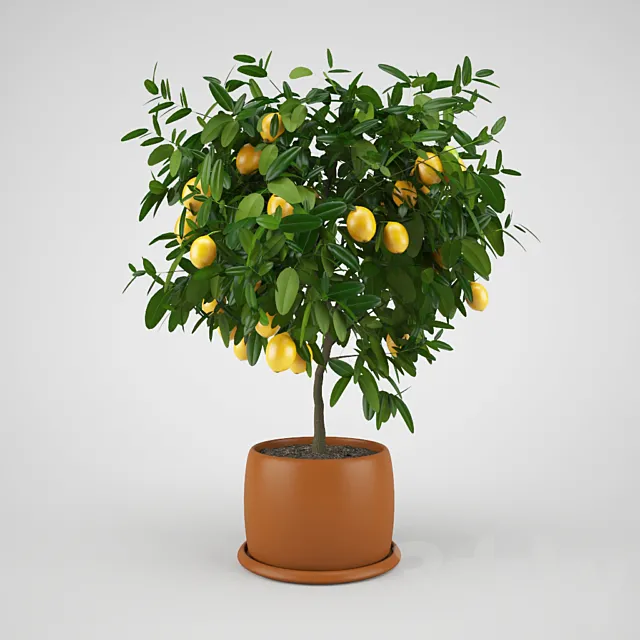 Lemon tree 3ds Max