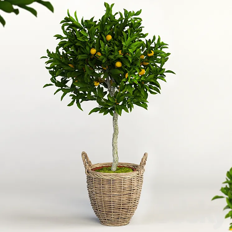 Lemon Tree 3DS Max