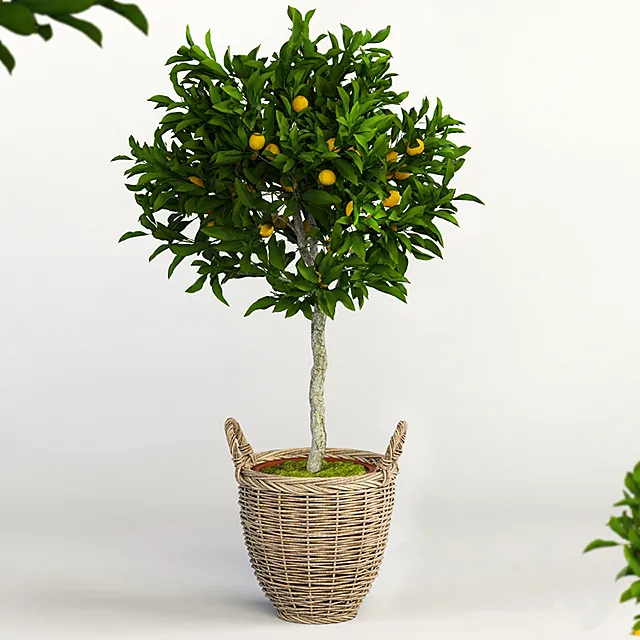 Lemon Tree 3DSMax File