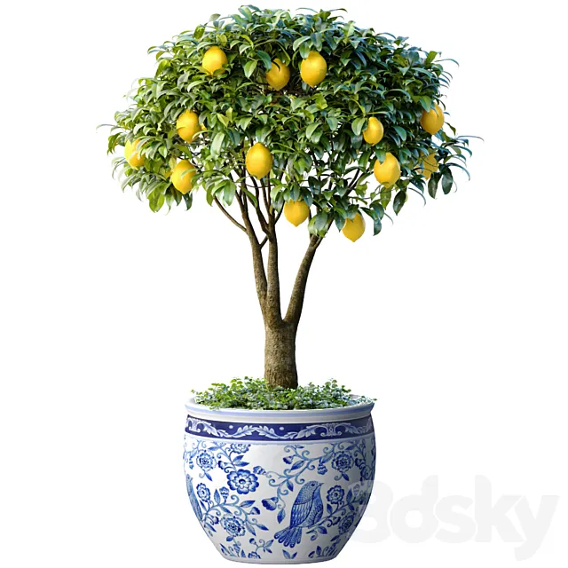 Lemon Tree in a potted flowerpot. Ornamental Citrus Indoor plant 3ds Max