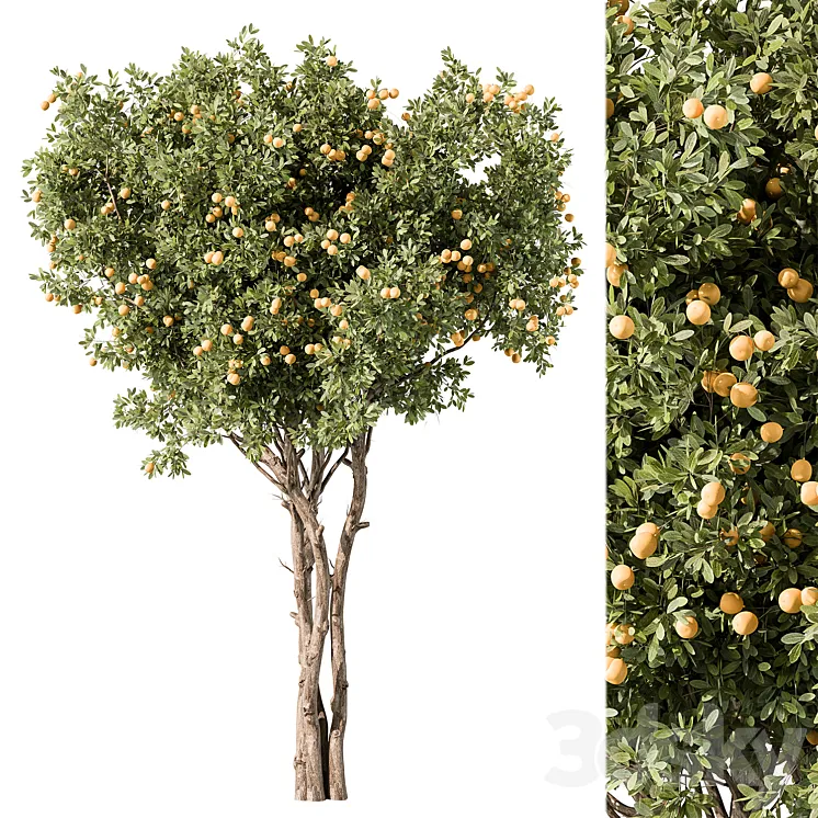 Lemon Tree Set 117 3DS Max Model