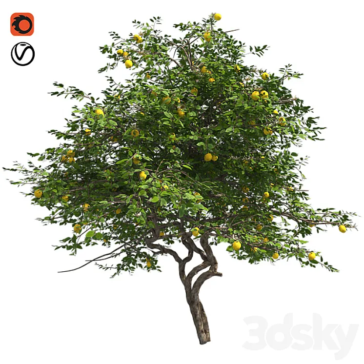 Lemon Tree with fruits and blossom 3DS Max