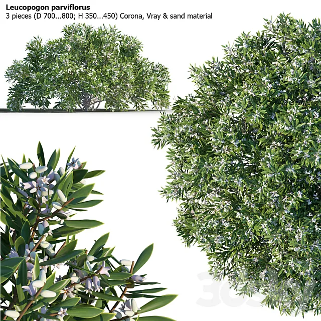 Leucopogon parviflorus. shrub 3DSMax File