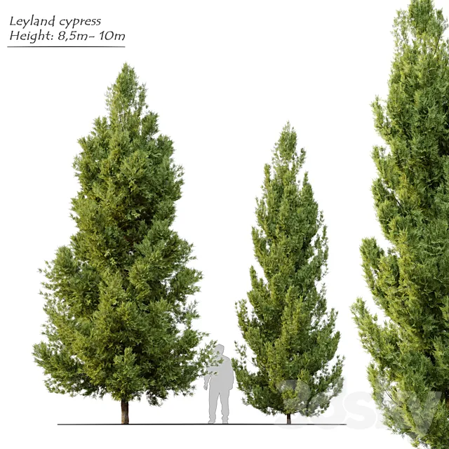 Leyland cypress 3ds Max