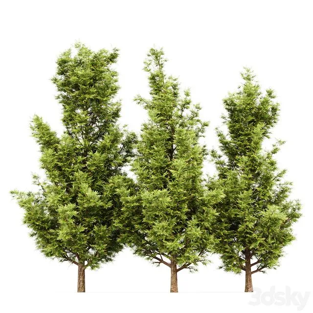 Leyland cypress – leylandi 3dsMax Model